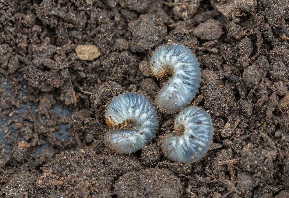 土蚕的预防与消杀,防治土蚕的最好方法