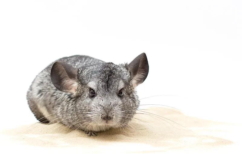 什么宠物对纯素食者最好,好养且可以食用的宠物有哪些