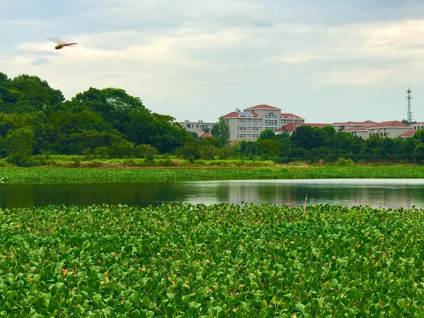 梦里水乡花伞舞,梦里水乡花楼恋歌
