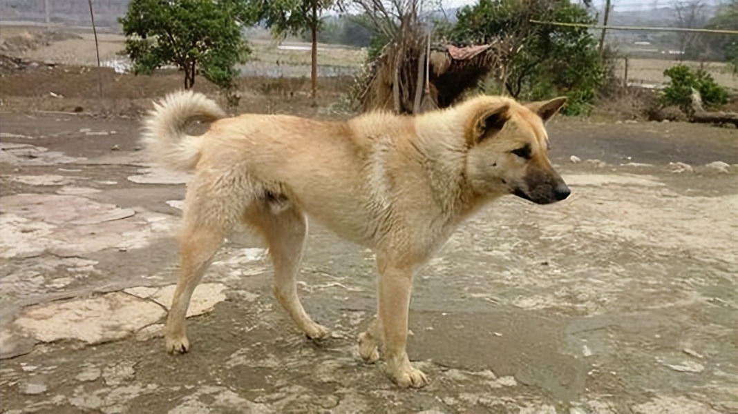 30种常见犬图片,40种常见名犬图片