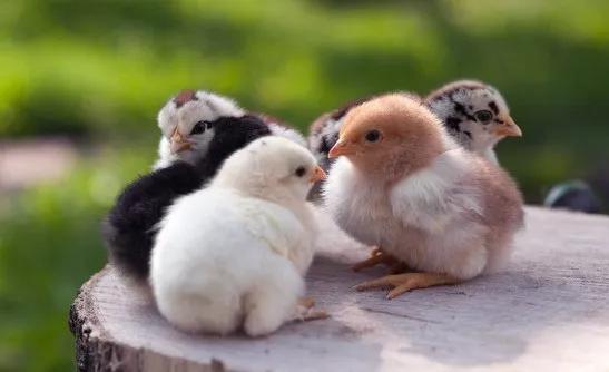 鸟窝放鸡蛋,生活鸡蛋