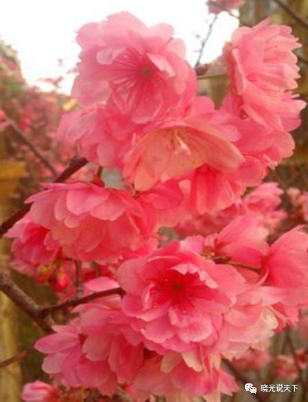 中日文化交流史导论,中日文化交流史视频