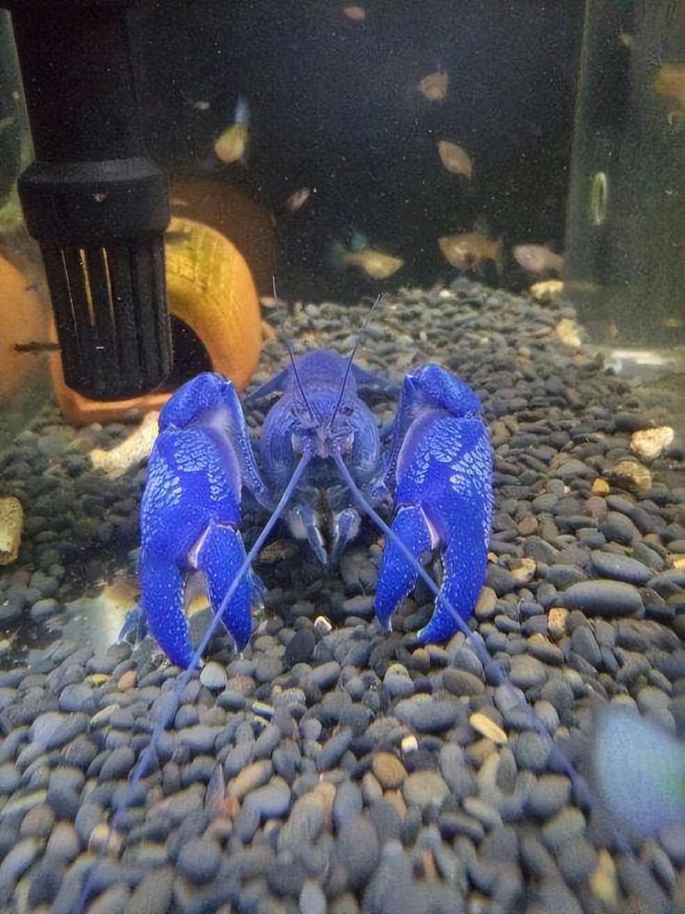 蓝魔虾需要浮出水面么,天空蓝魔虾的图片