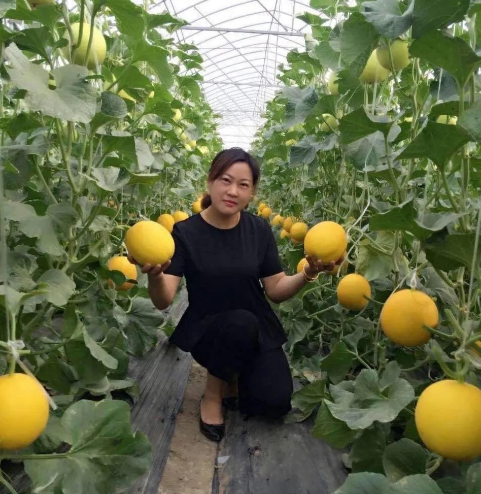 垂涎欲滴的瓜世界：瓜田李下说吃瓜，一片冰心香满园