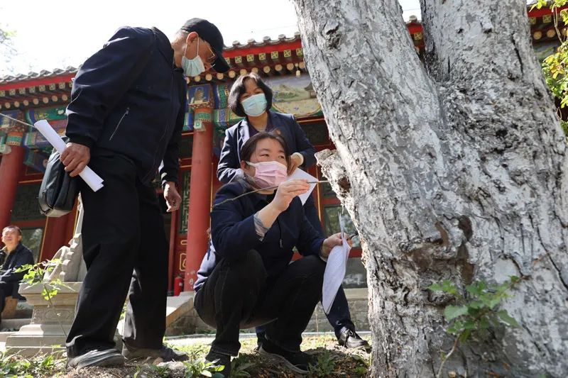 万寿寺海棠,万寿寺海棠花