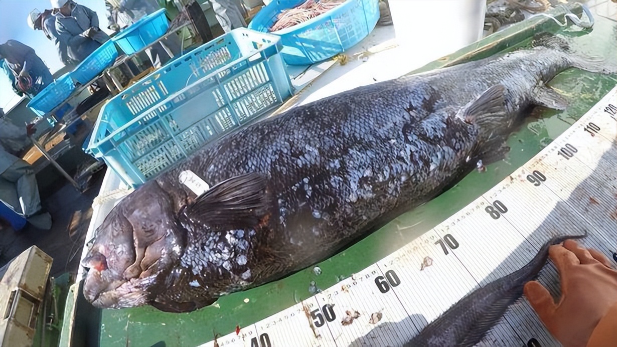 日本拍到了一条巨型深海鱼,现超2.5米长巨型深海鱼