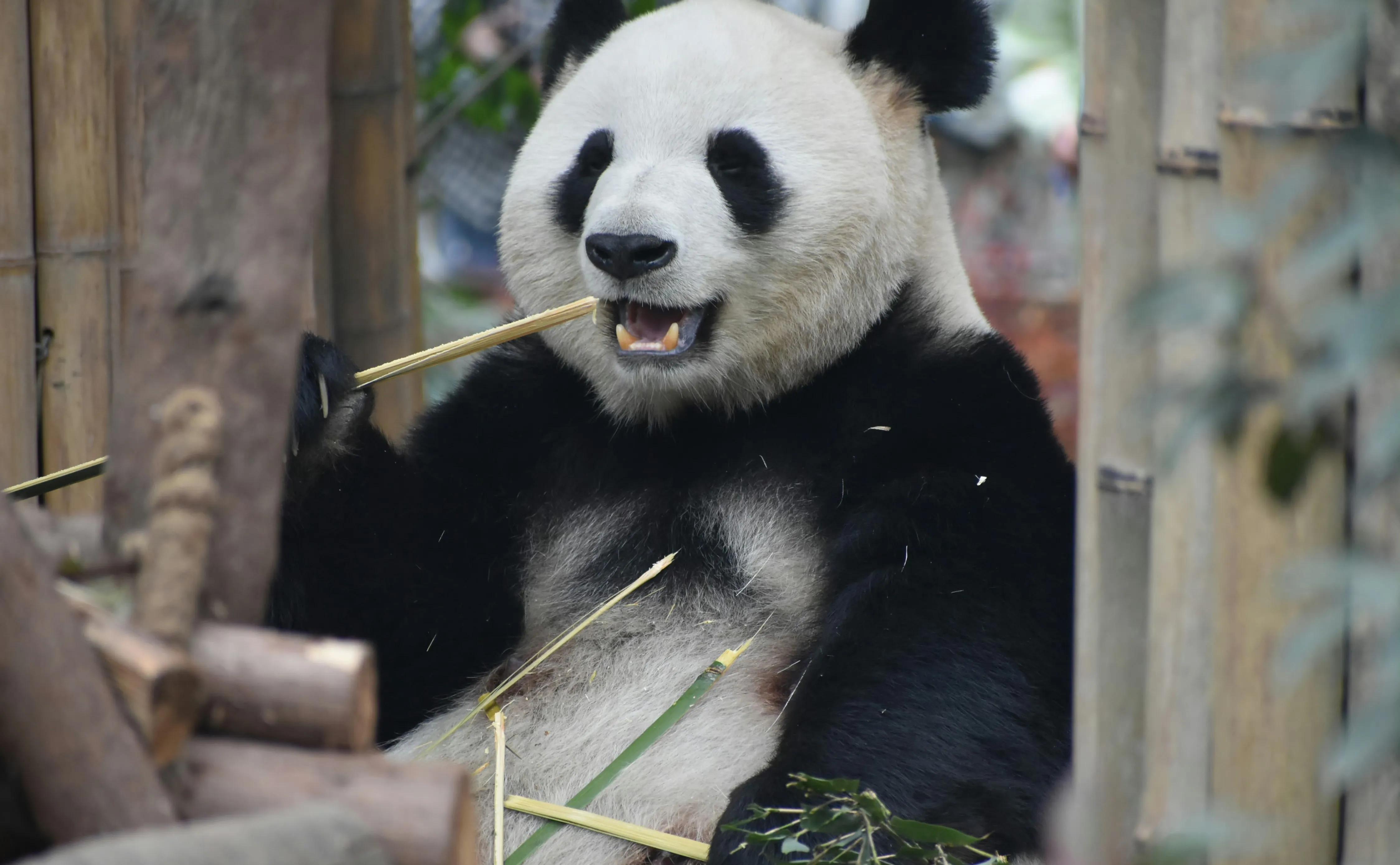 熊猫天团官宣成员,熊猫天团最新照片
