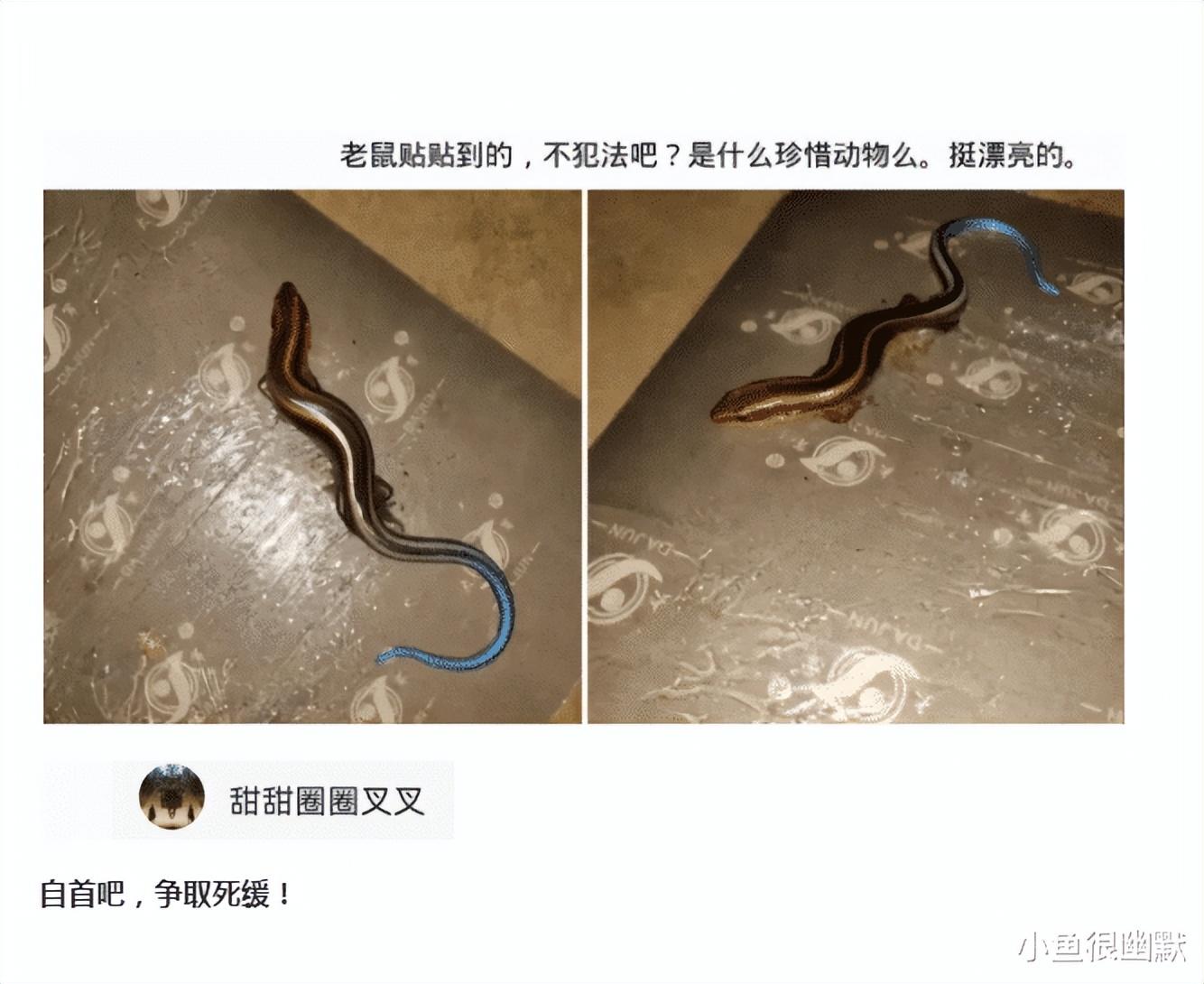 “老鼠贴粘到的，吃了不会犯法吧？”网友：争取死缓吧！哈哈哈