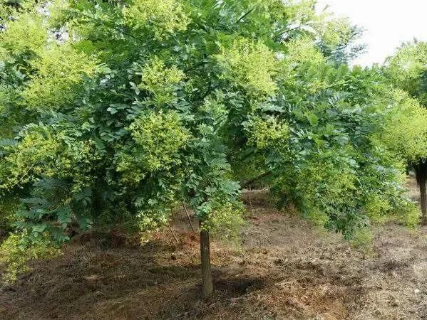 家乡的老槐树是我的乡愁,老槐树的思念