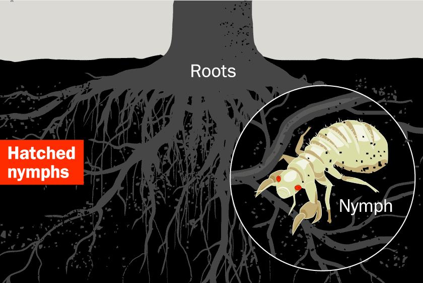 在美国知了猴泛滥,中国人在美国吃知了猴