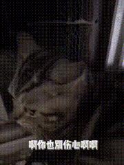 渣猫被小母猫找上门,渣猫出门被老婆抓