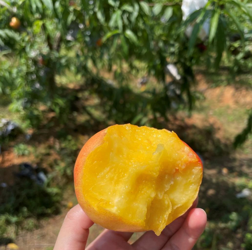 黄桃、蓝莓、西瓜……尧乡盛夏瓜果香，快来品尝夏天的味道！