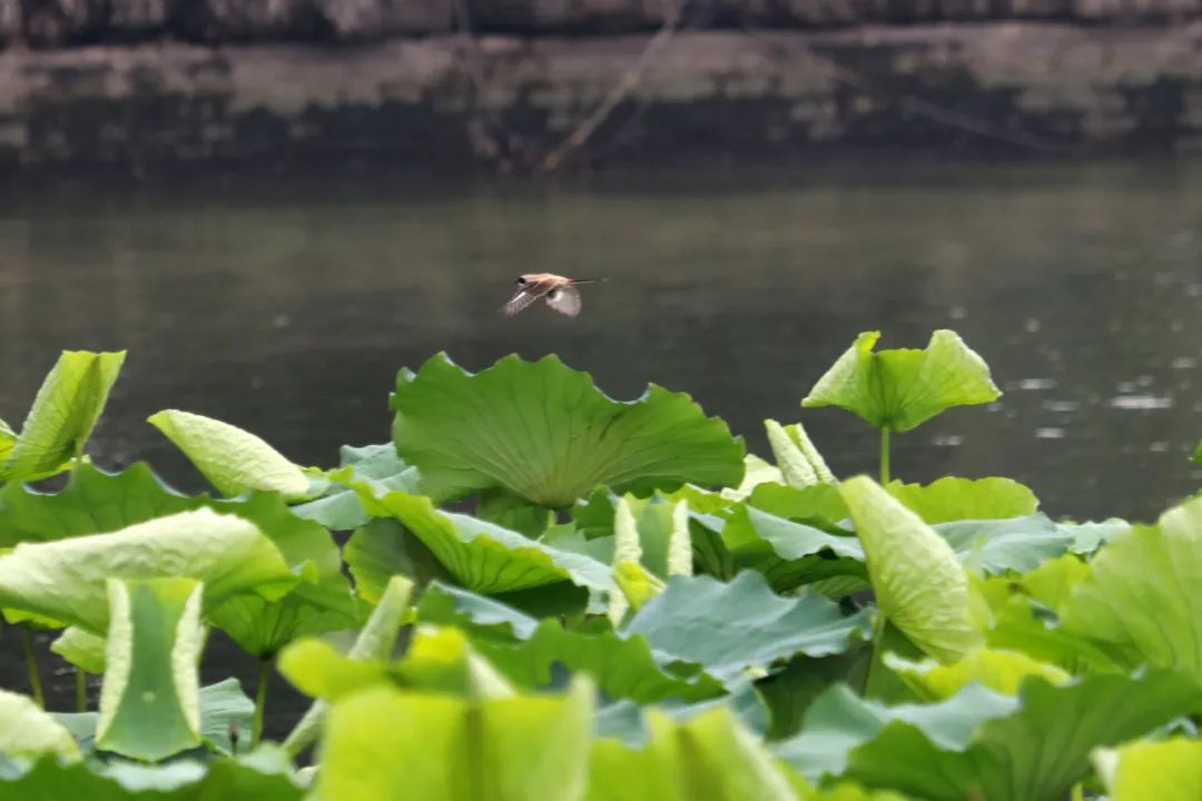 临沂夏日荷花盛开,临沂的荷花火了