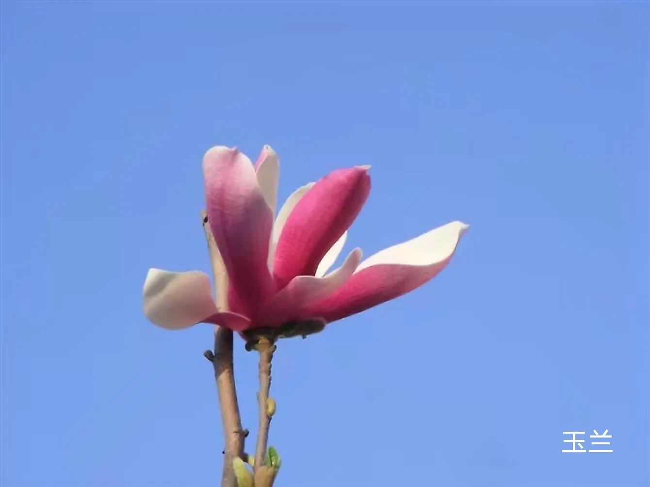 100种花草图片欣赏,50种花草图片大全