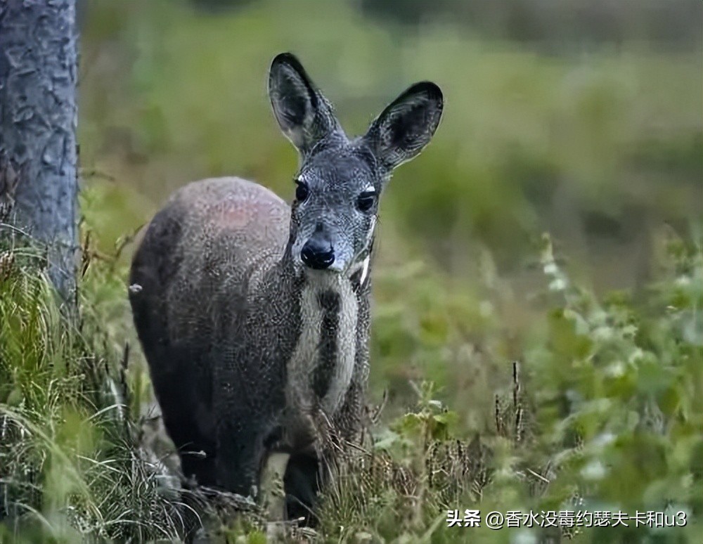 这个牌子的香水怎么样,这个牌子的香水有什么特别之处吗
