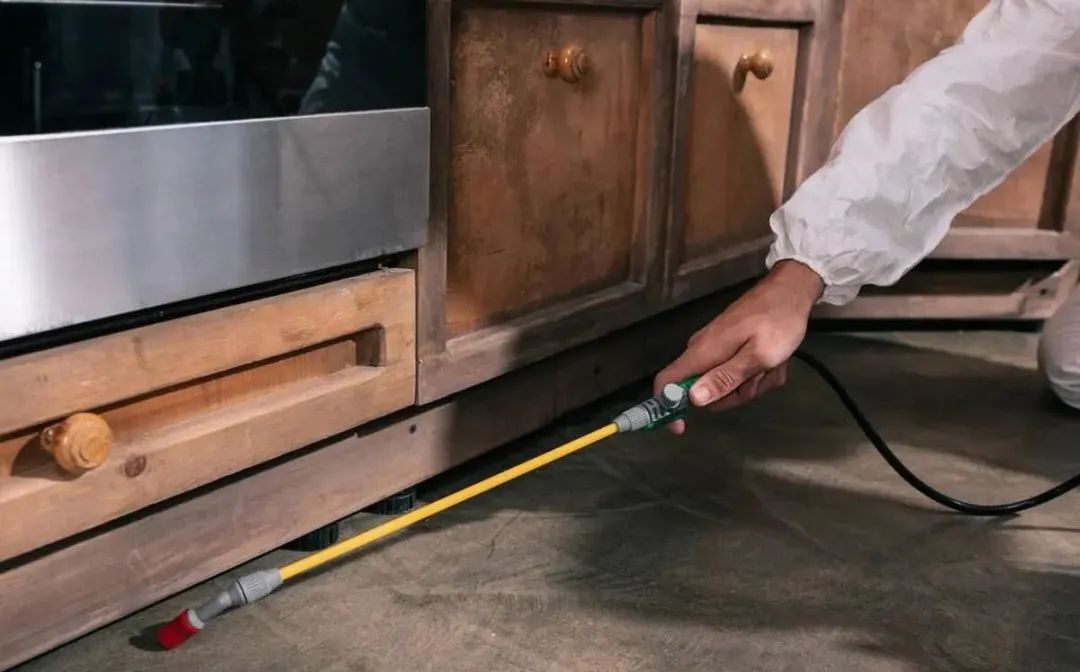 家里出现蚂蚁应该怎样应对,家里有蚂蚁教你一招彻底消灭