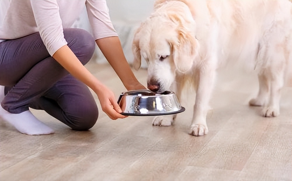 用养人的方法养狗,长期养猫的6大好处