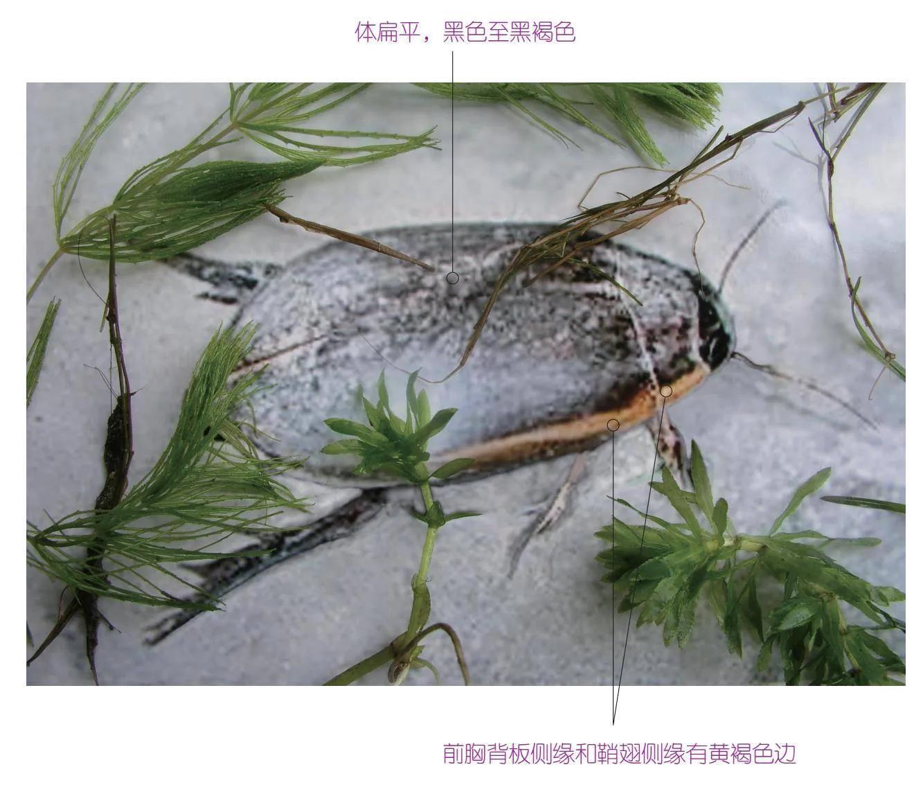 30种可以吃且美味的虫子图,33种昆虫图片大全