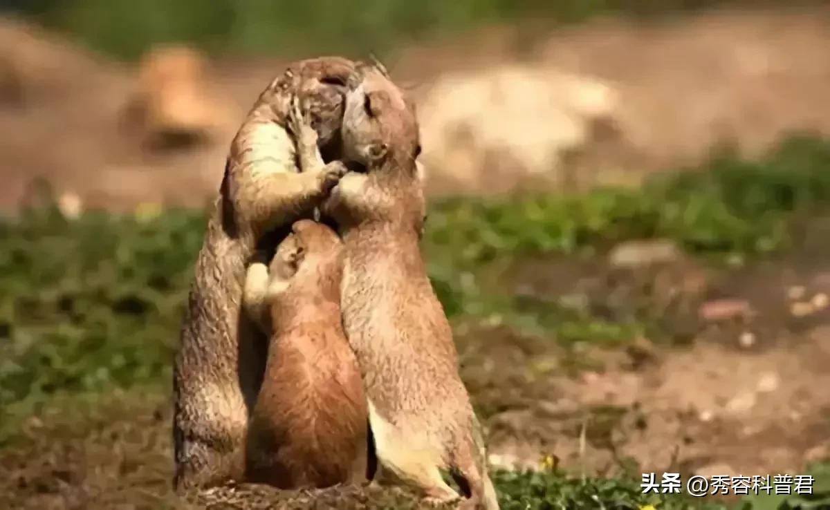 *拍偷**的夫妻生活照，羞羞的