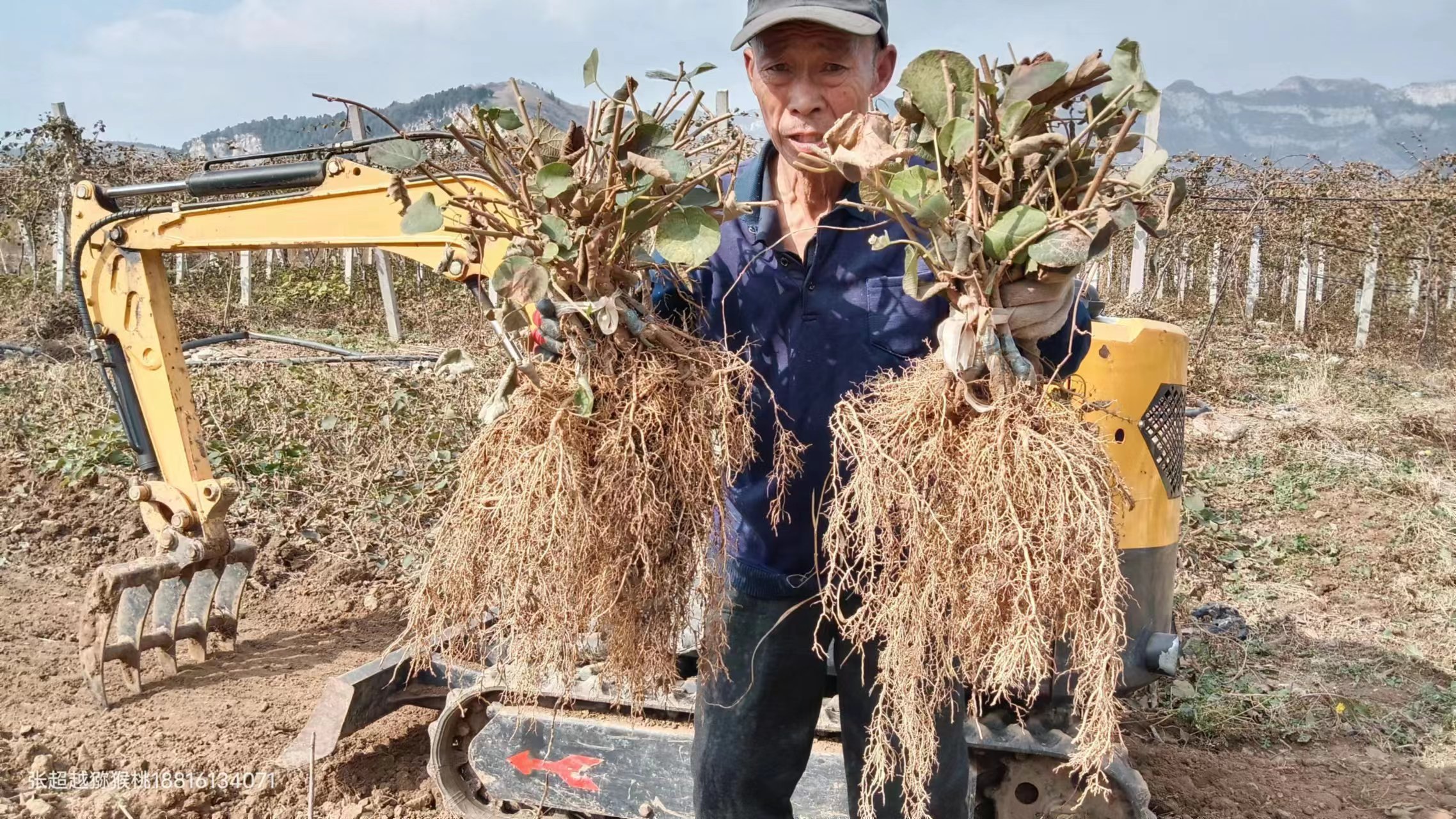 博山猕猴桃种植基地,猕猴桃产业现状及前景
