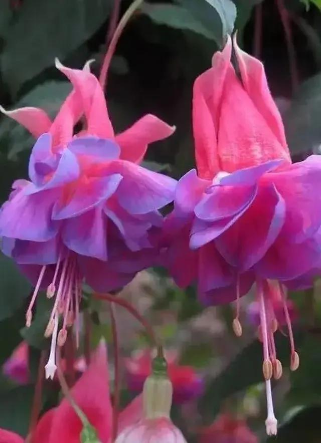 分享图片温暖大图,倒挂金钟花唯美视频