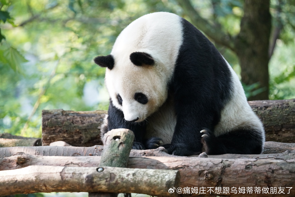 不高的高高和他不白的老婆白云——91年出生的童颜女神大熊猫白云