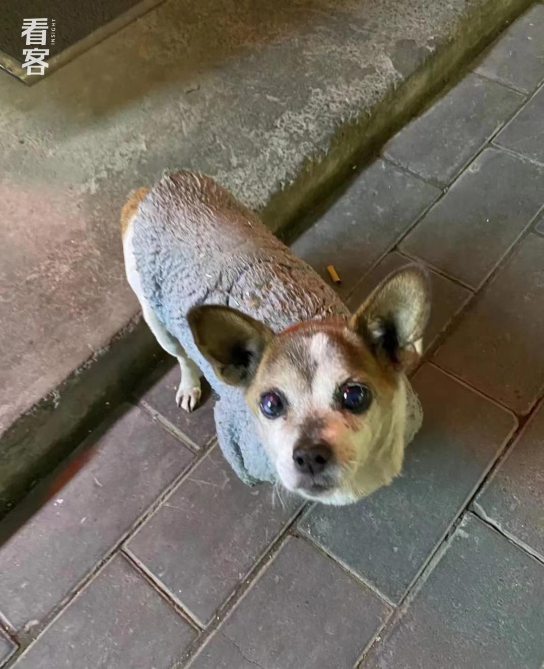 一只北漂小狗离开了，我为它写了封讣告