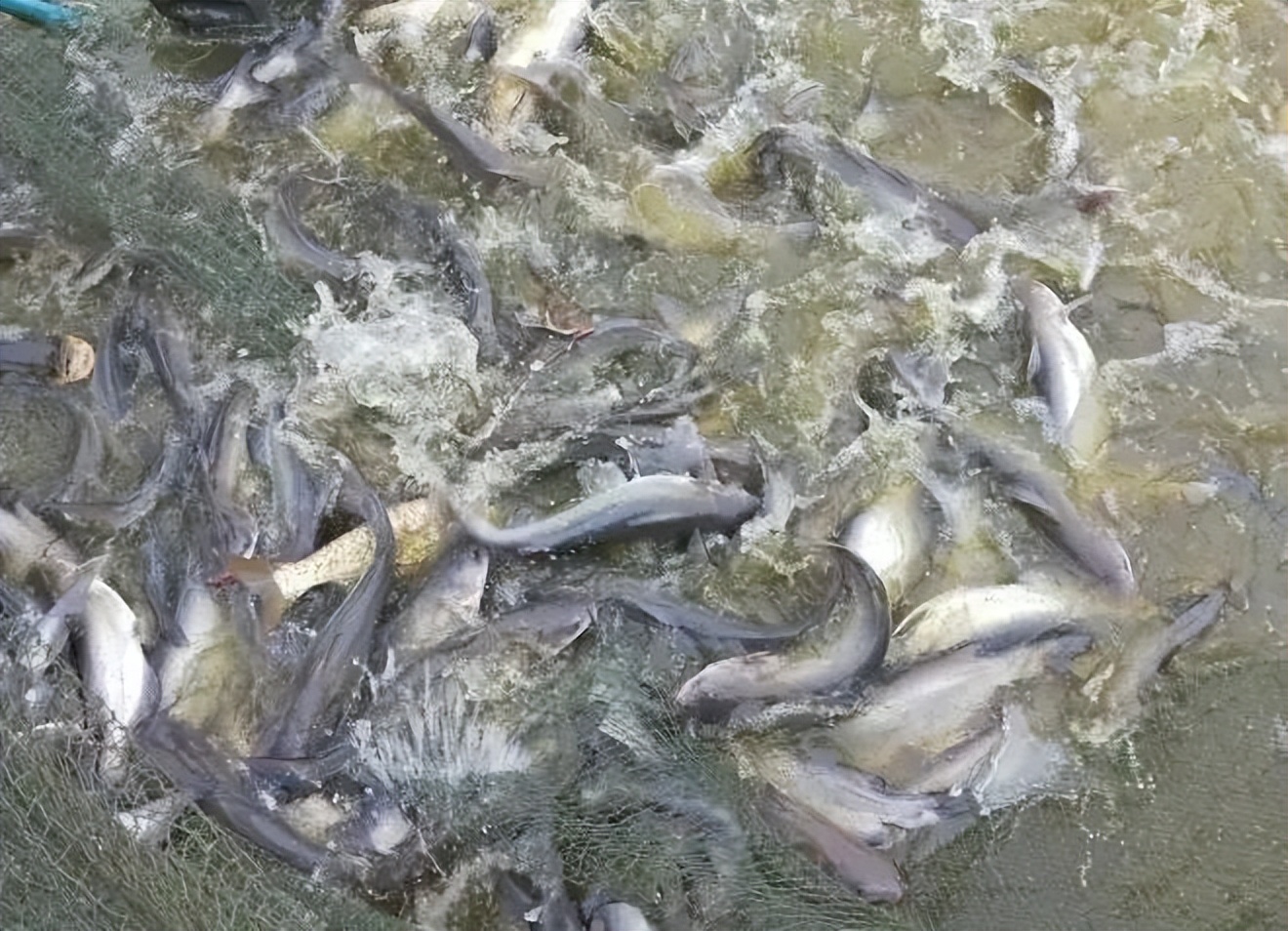 斑点叉尾鮰养殖现状最新,斑点叉尾鮰养到2斤要养多久