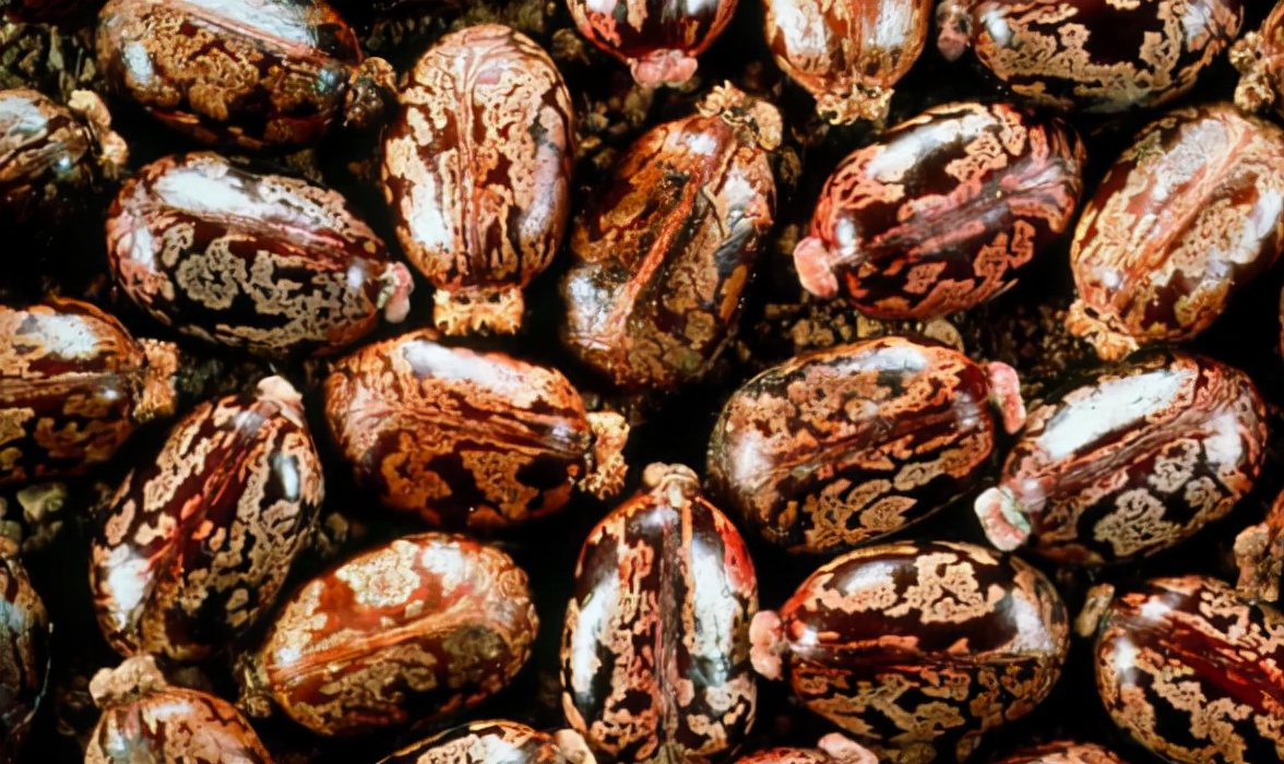 蓖麻子真的有剧毒吗,野生蓖麻的毒害