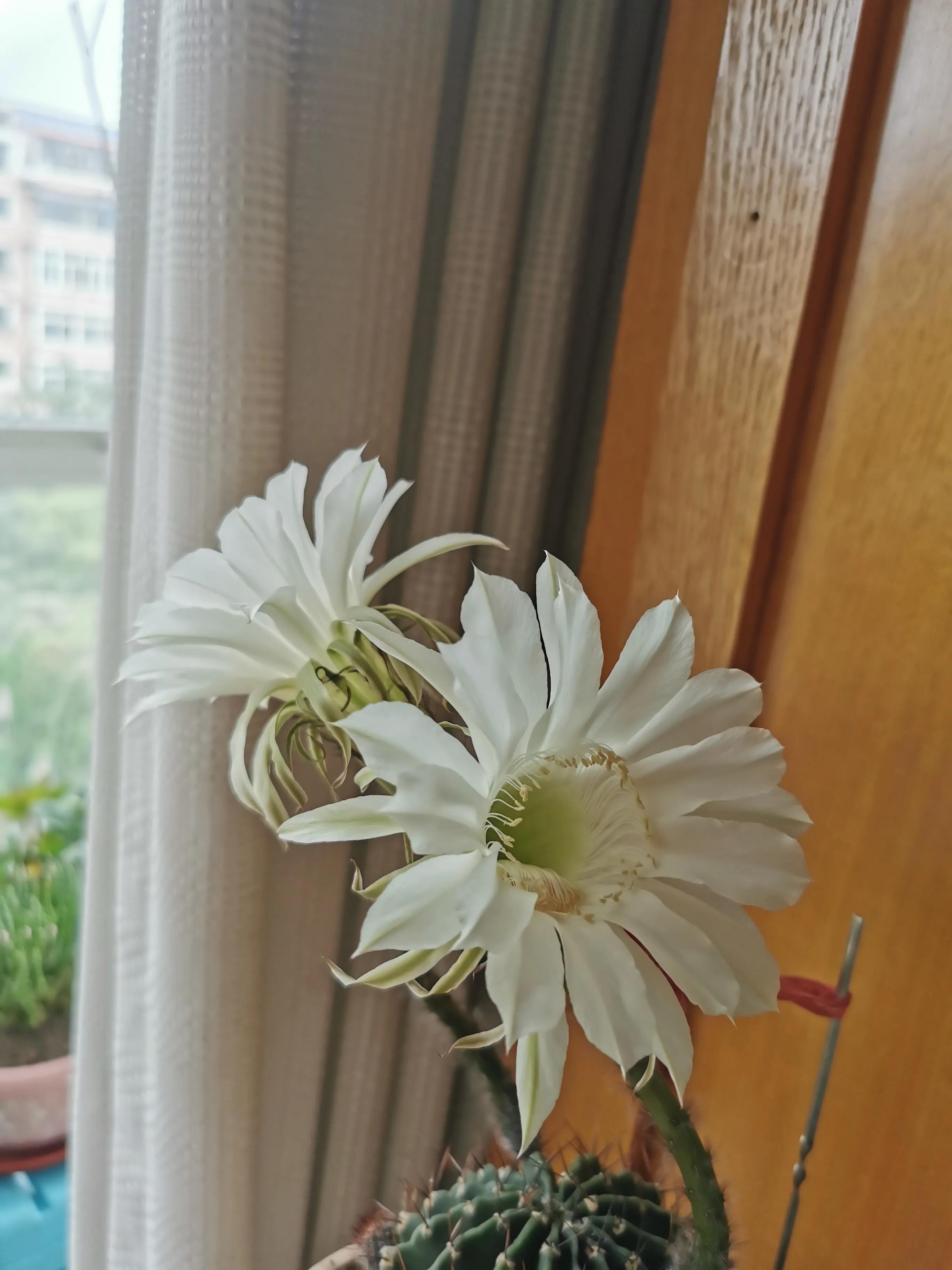 今天仙人球开花了，寓示中国股票牛市的到来！