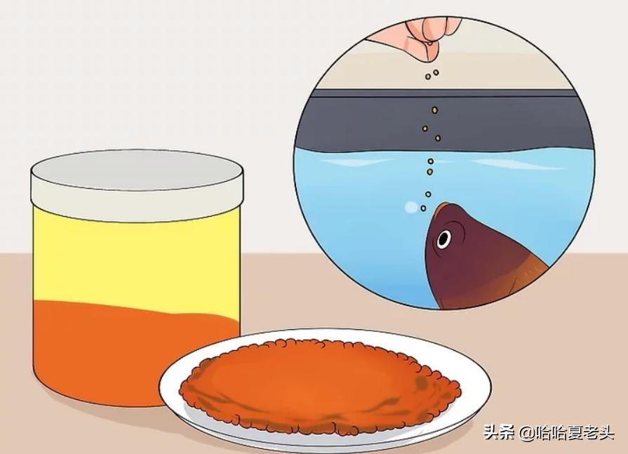 怎样拯救要死的斗鱼,怎么抢救奄奄一息的斗鱼