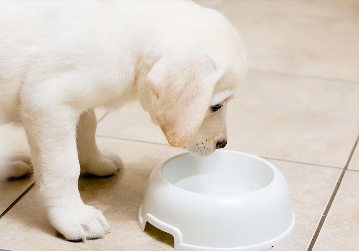 狗狗一直呕吐不吃东西怎么治疗,狗狗呕吐频繁并且不吃东西