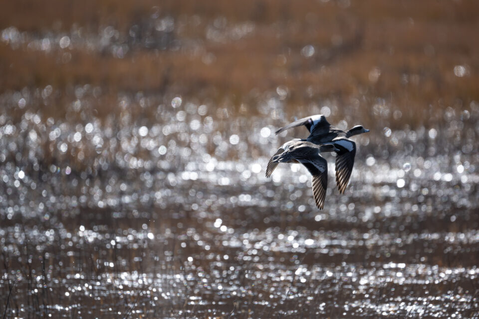 尼康Z800mmf/6.3VRS镜头深度评测