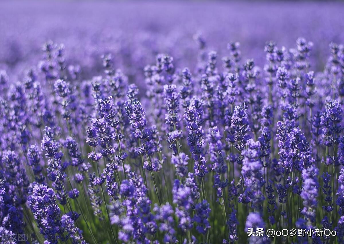 盆栽衣草种子的种植方法和时间,春夏季薰衣草种子种植方法全过程