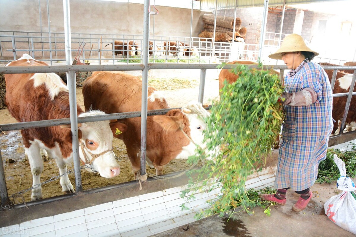 养牛户怎么挣钱,目前市场上的养牛最赚钱的方法