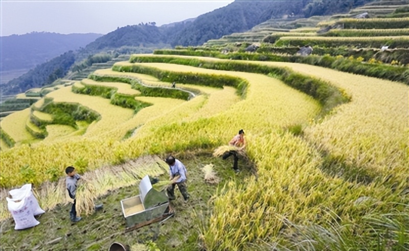 生态农业发展的现状及前景,生态农业发展的现状及前景例子