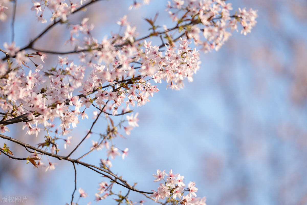 世界赏樱胜地东湖樱园樱花盛开,中国赏樱胜地堪比日本东京