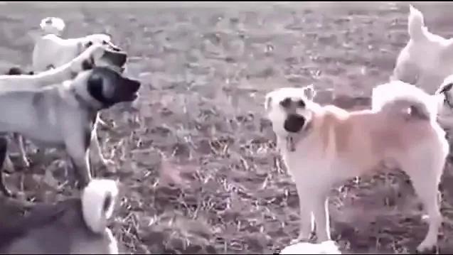 《狗王老笨的英雄路》2：七星犬自有天助，单耳立狗王大战群雄