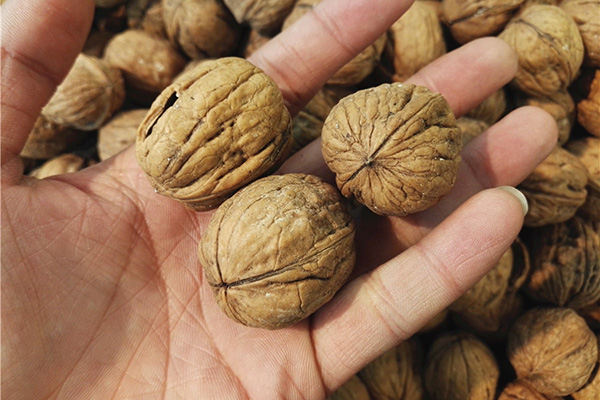 核桃到底是祸根还是养生佳品,核桃是长寿果