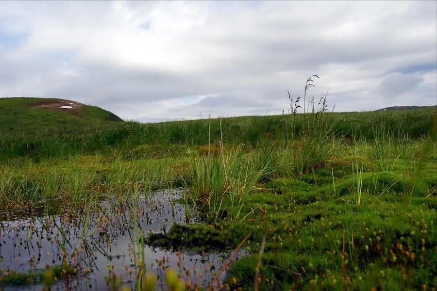野外毒蛇咬伤急救方法,在农村路上碰到蛇怎么办