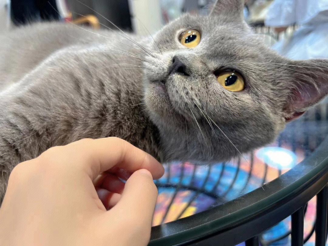 猫咪一边呼噜一边咬人,为什么摸猫咪猫咪会哼唧唧