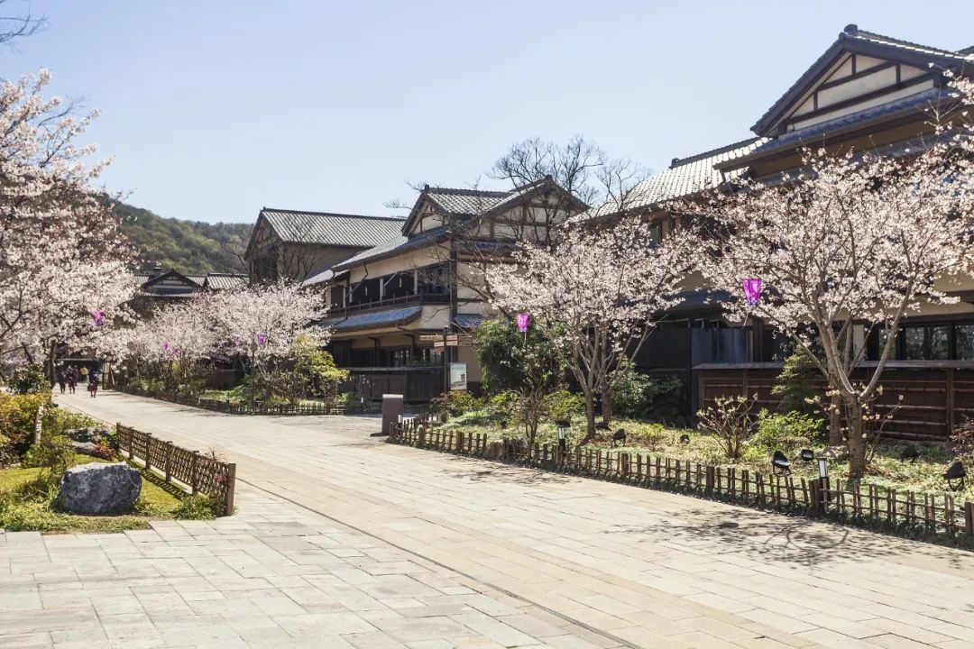 梦华录破亿预告片,刘亦菲梦华录在哪里