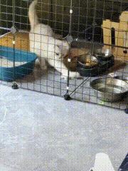 猫咪外出回来总是小心翼翼的,猫咪出走三个月后回来大变样