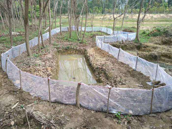 抓8000只蟾蜍，江苏男子获利近百万，背后是怎样隐蔽的“黑产”？