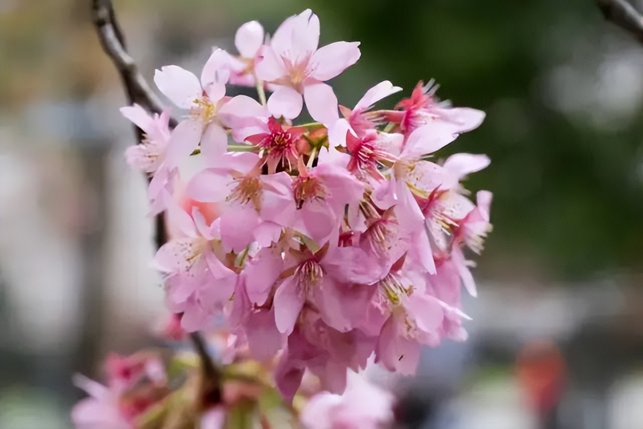 看樱花不知道去哪十大赏樱圣地,全国赏樱地图出炉樱花全面绽放