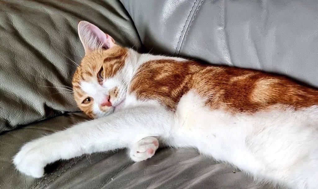 适口性比较好的主食冻干推荐,猫冻干可以当主食喂吗