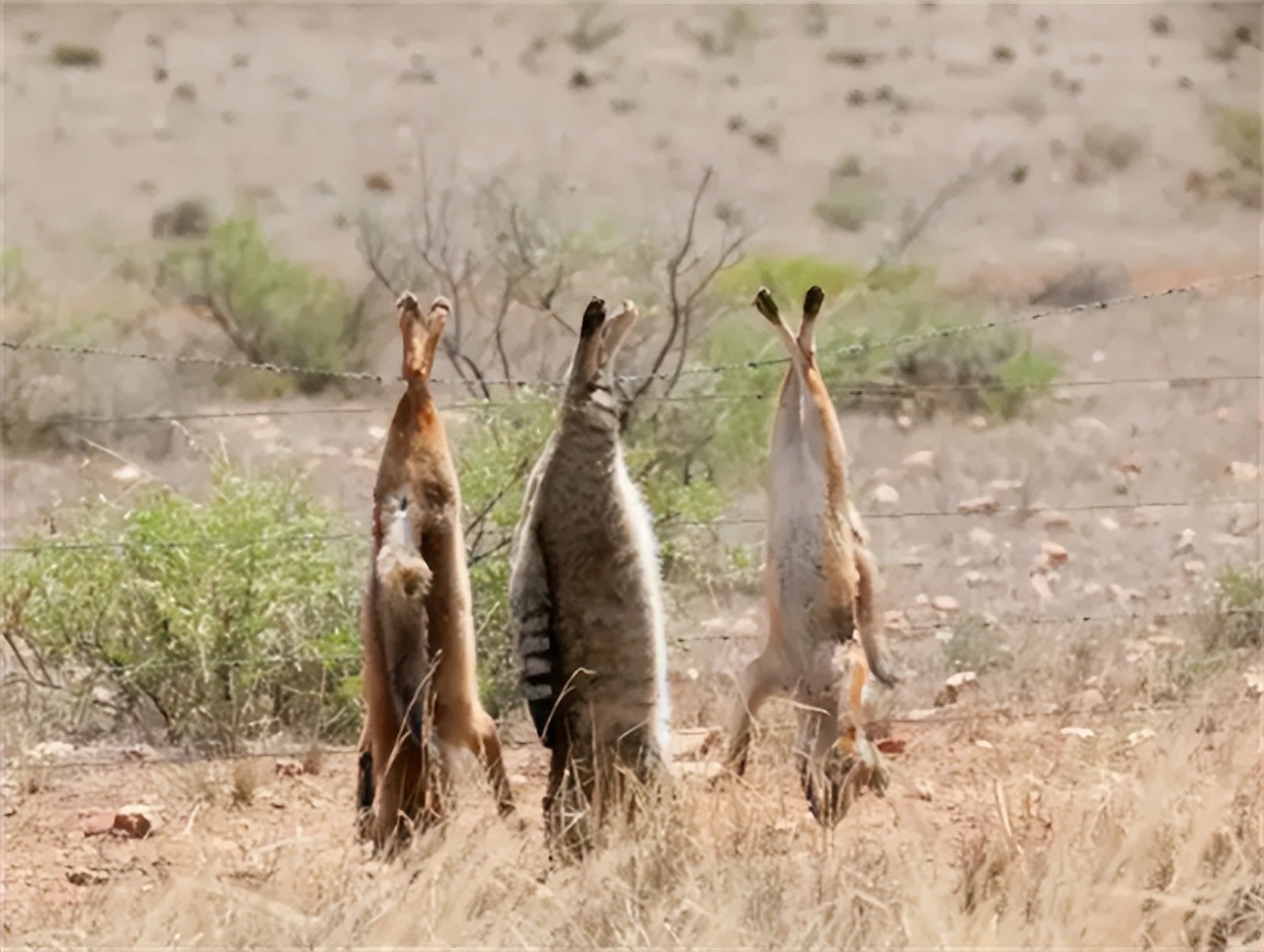 澳大利亚野兔泛滥成灾的原因,澳大利亚的野兔成灾结局