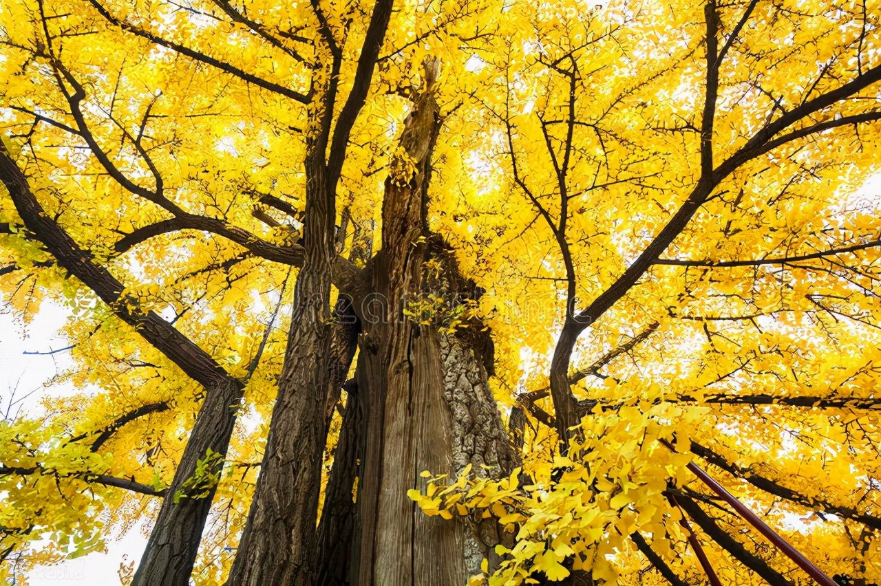 银杏为什么是最孤独的植物,最孤独的银杏