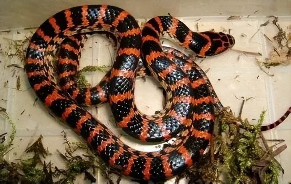 壁虎是益虫吗对人有伤害吗,壁虎毒性不大为什么列为五毒