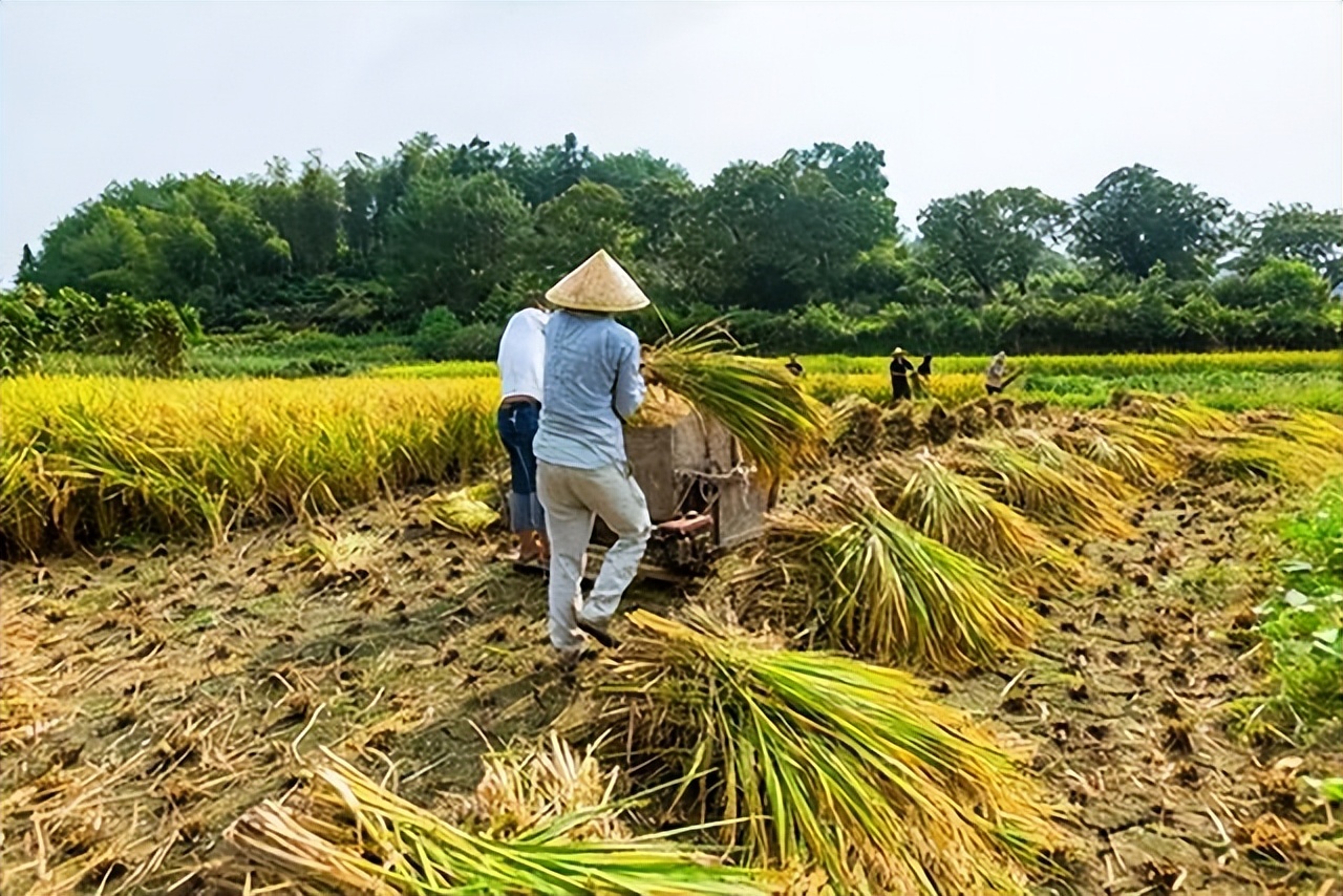 卫星拍到农用地里违建,基本农田种土豆犯法吗